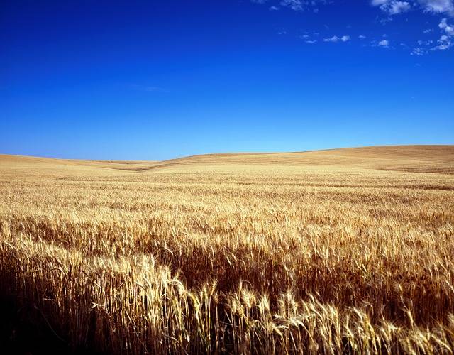 河北小麦什么时间播种最好 河北各地区小麦最佳播种时间一览